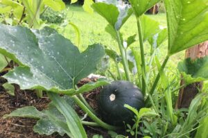 kugelrunde Zucchini-Sorte im Maya-Beet (Foto: privat)