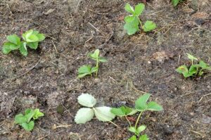 Frisch gepflanzte Erdbeeren (Foto: privat)