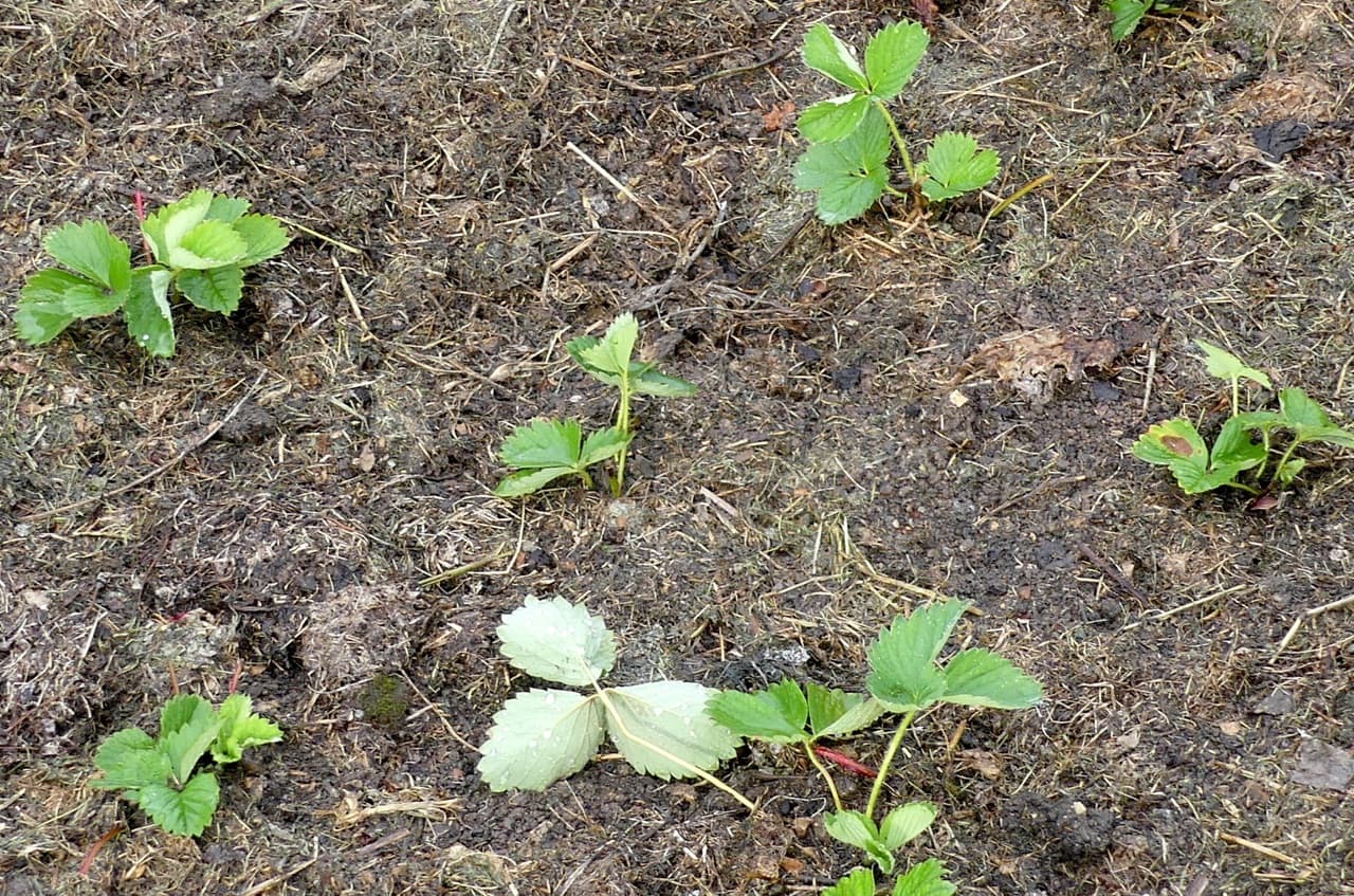 Frisch gepflanzte Erdbeeren (Foto: privat)