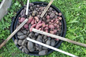 Kartoffelernte im Gemeinschaftsgärtle (Foto: privat)