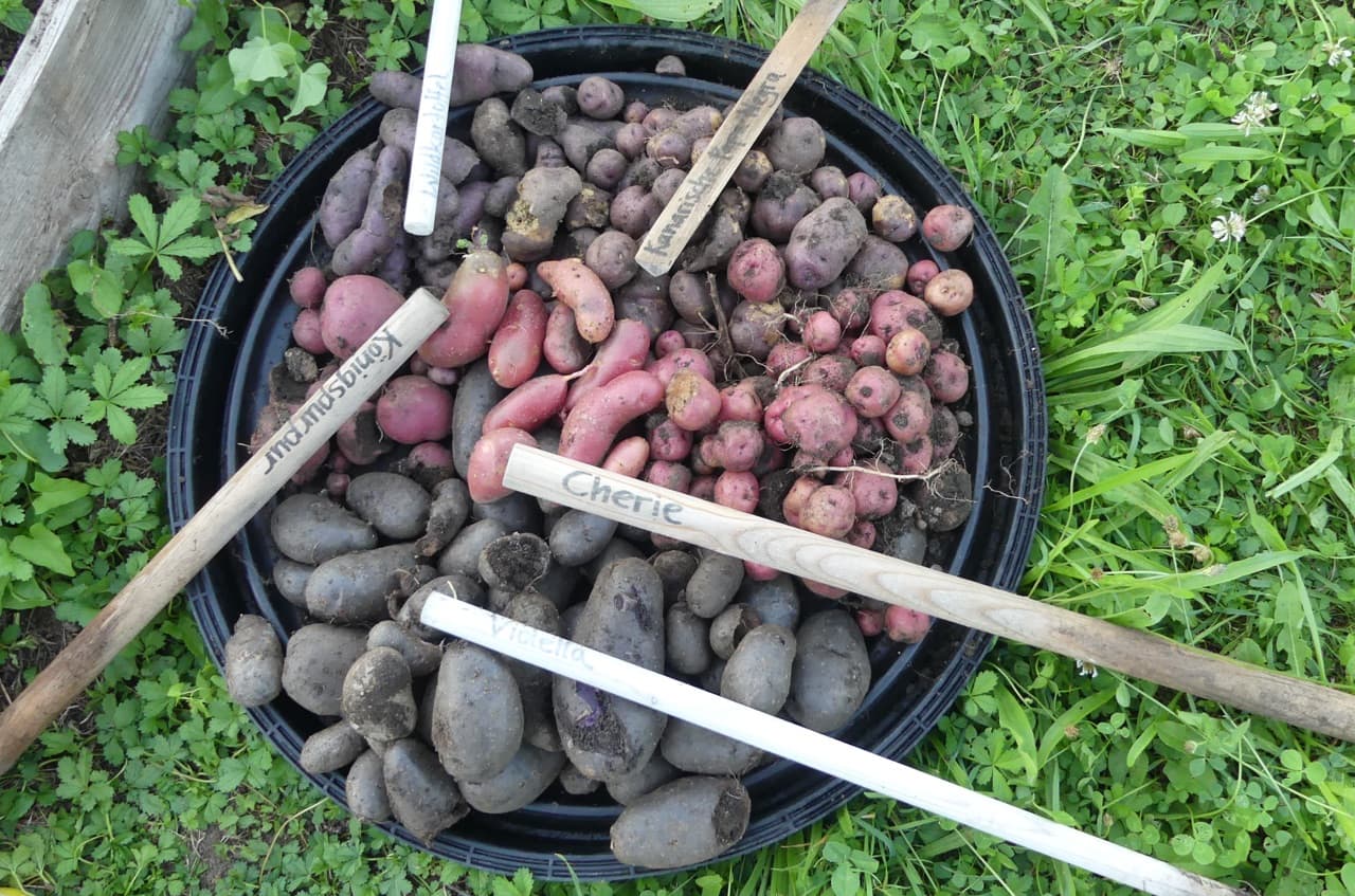 Kartoffelernte im Gemeinschaftsgärtle (Foto: privat)