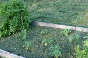 Paprika-Pflanzen im Gemeinschaftsgärtle