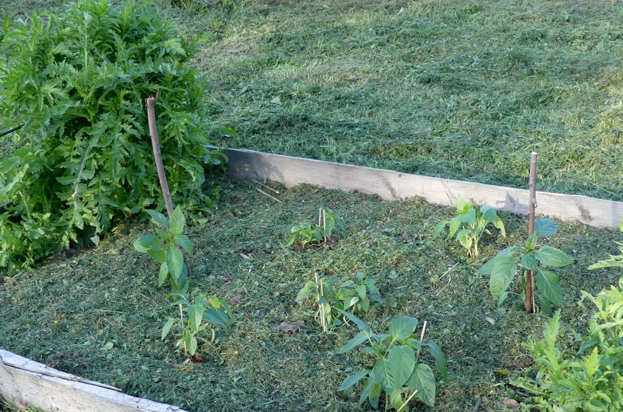 Paprika-Pflanzen im Gemeinschaftsgärtle
