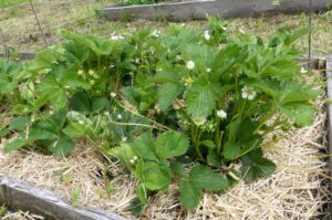 Erdbeeren auf Strohmulch