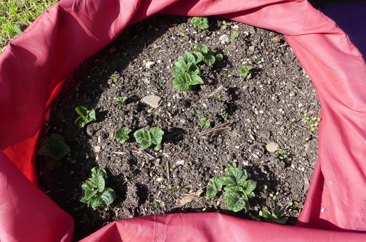 Kartoffeln im Pflanzsack anbauen (Foto: privat)