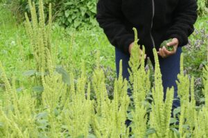 Amarant-Blätter ernten (Foto: privat)