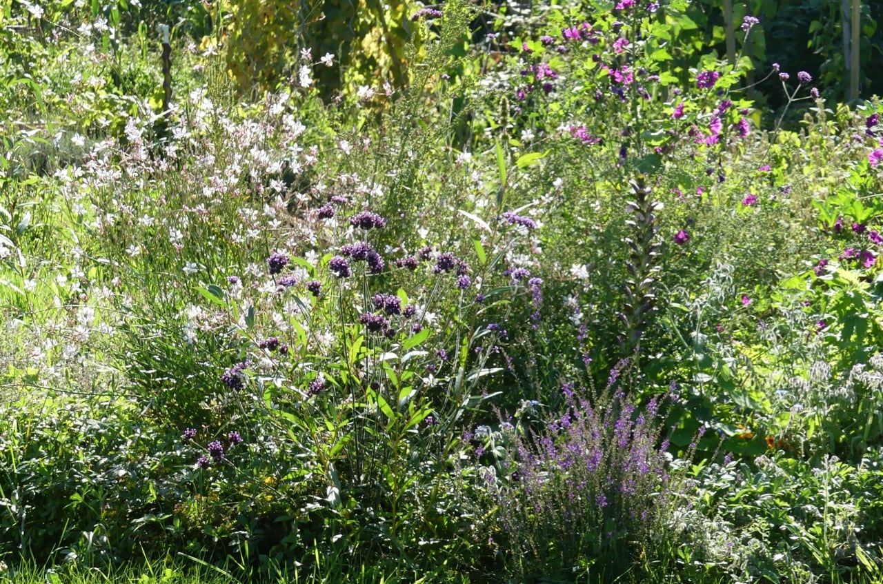Herbstliches Blühbeet (Foto: privat)