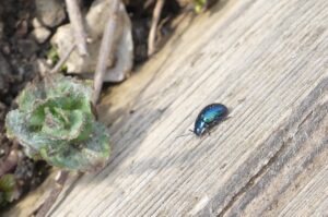 Himmelblauer Blattkäfer im Minzebeet (Foto: privat)
