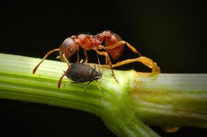 Ameise und Blattlaus (Foto: DerWeg)