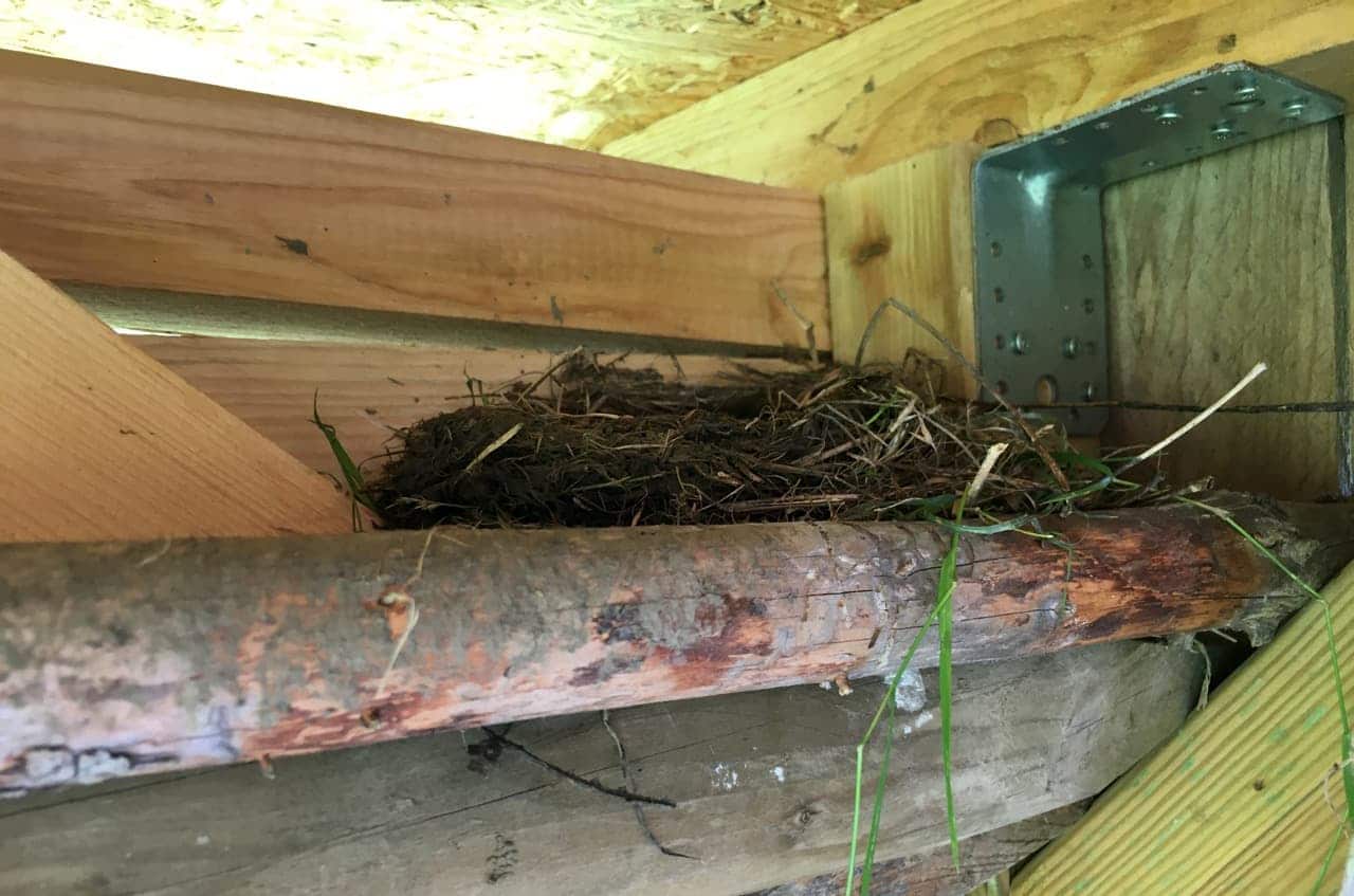 schalenförmiges Nest im Unterstand (Foto: privat)