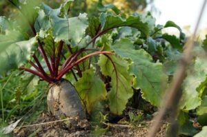 Beetroot – Rote Beete (Foto: Ville Mononen)