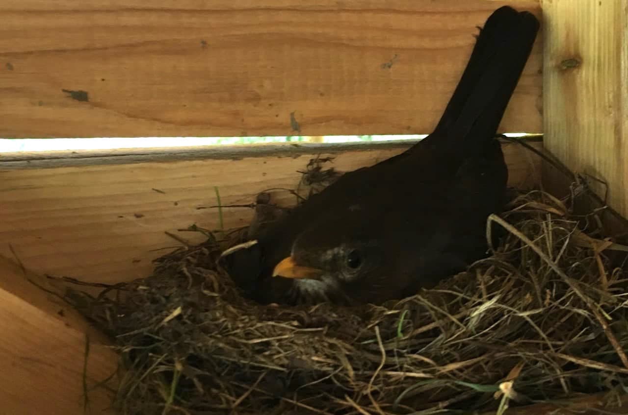 Brütender Vogel (Foto: privat)