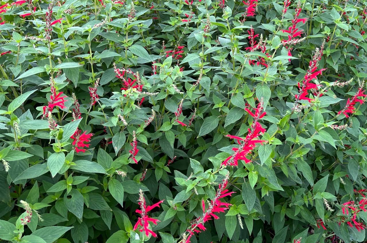 Salvia elegans mit feuerroten Blüten (Foto: privat)