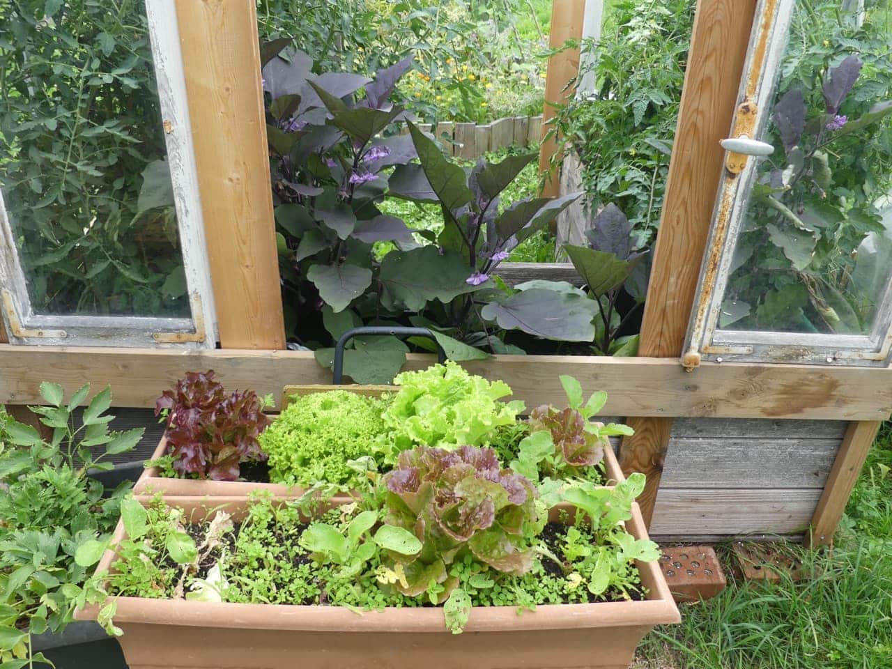 Violett blühende Auberginen im Tomatenhaus (Foto: privat)