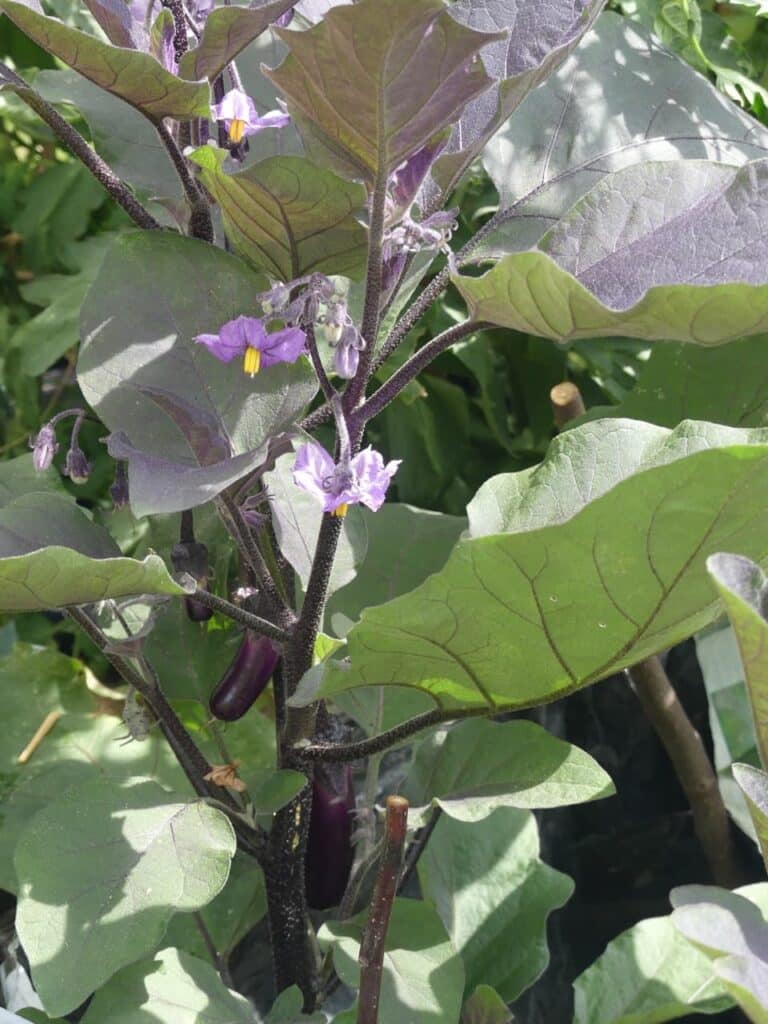 Auberginen – Blüten und Früchte
