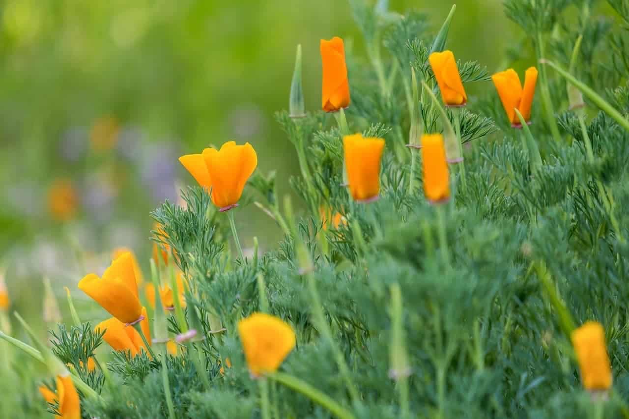 Symbolbild (Foto: Couleur auf Pixabay)