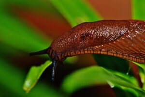 Schnecke (Foto: Alexa auf Pixabay)