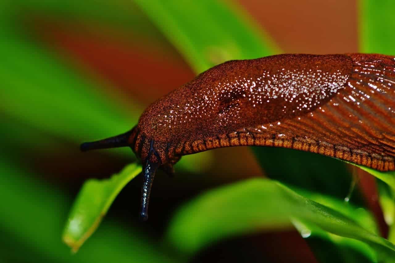Schnecke (Foto: Alexa auf Pixabay)