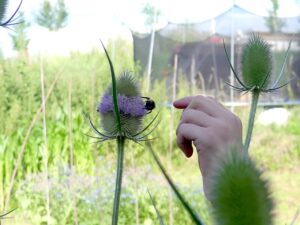 Hummel an Karde lässt sich streicheln (Foto: privat)