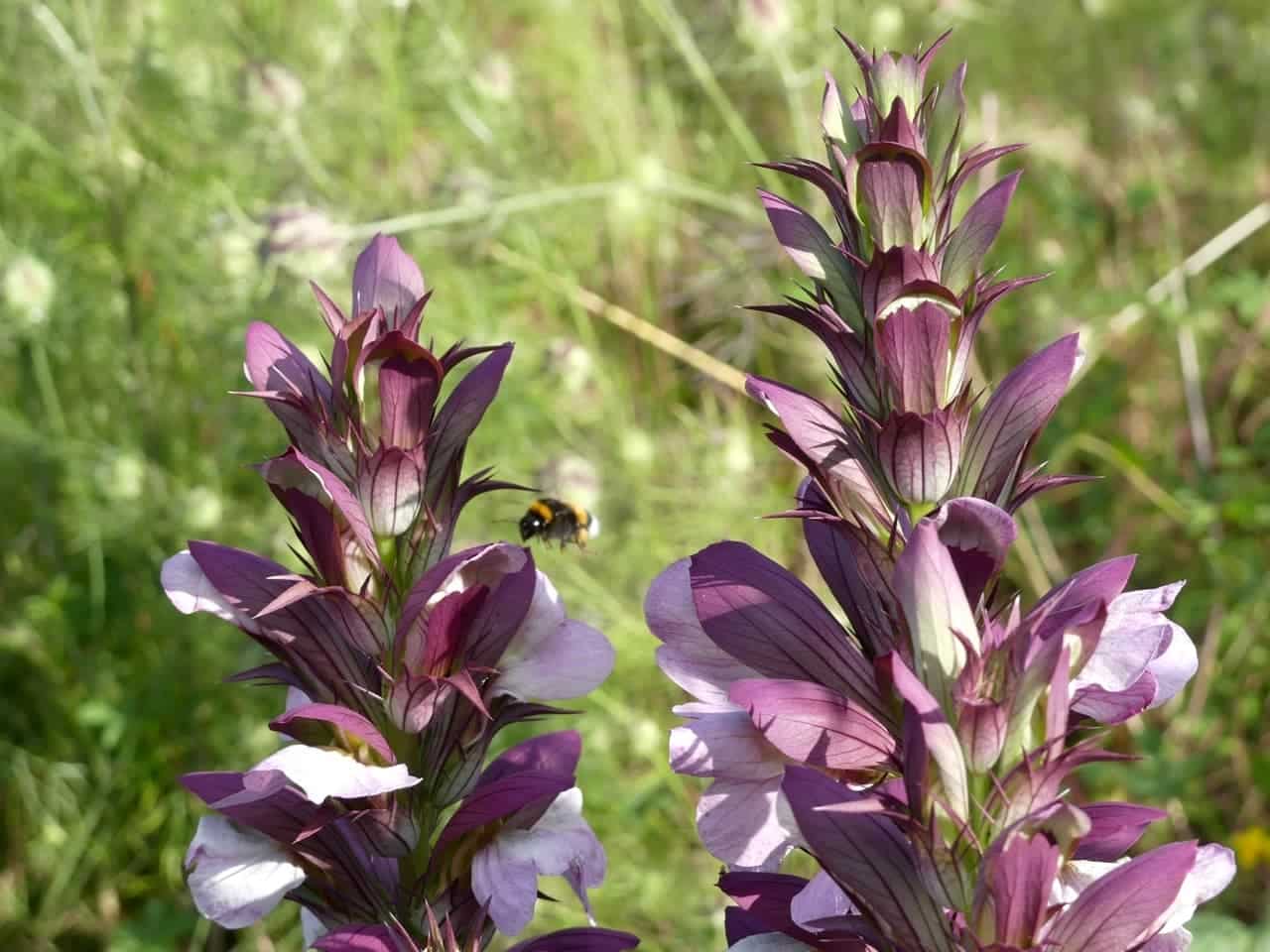 Akanthus-Blüten mit Hummel im Anflug (Foto: privat)