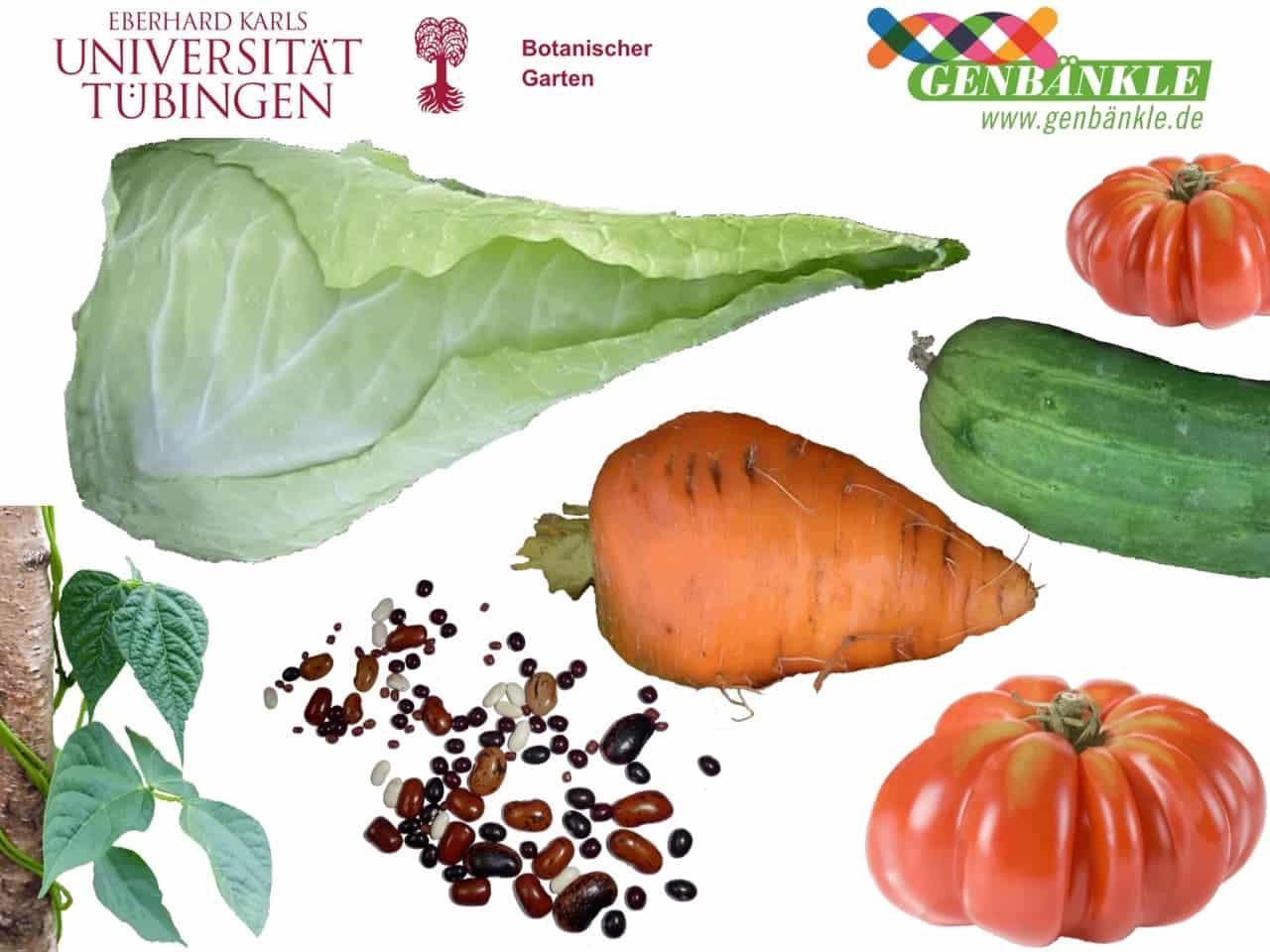 Ausschnitte des Samenmarkt-Posters