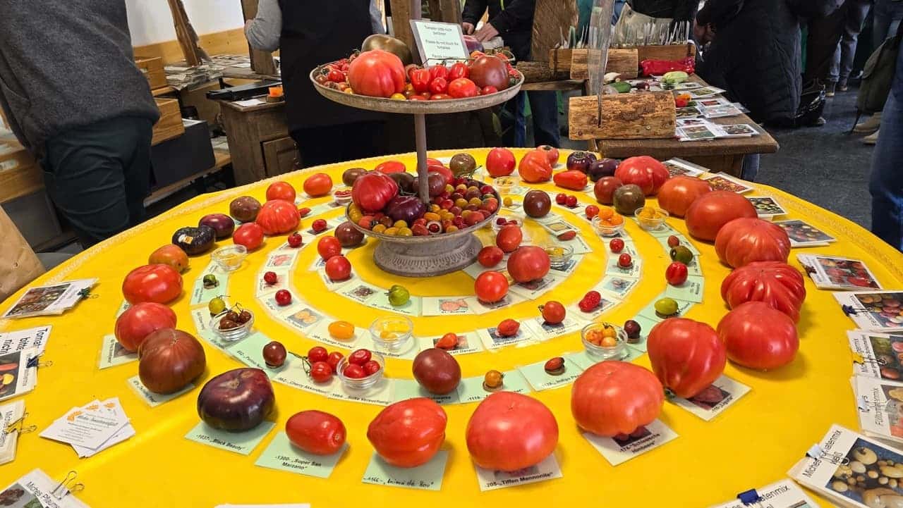 Ausgereifte Präsentation von Tomatensorten eines Saatguthändlers (Foto: privat)