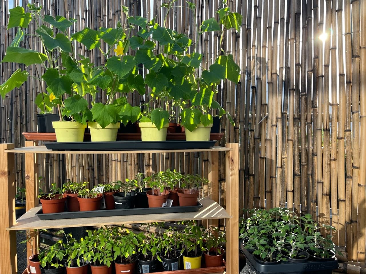 Setzlinge dürfen jetzt tagsüber schon stundenweise raus (Foto: privat)