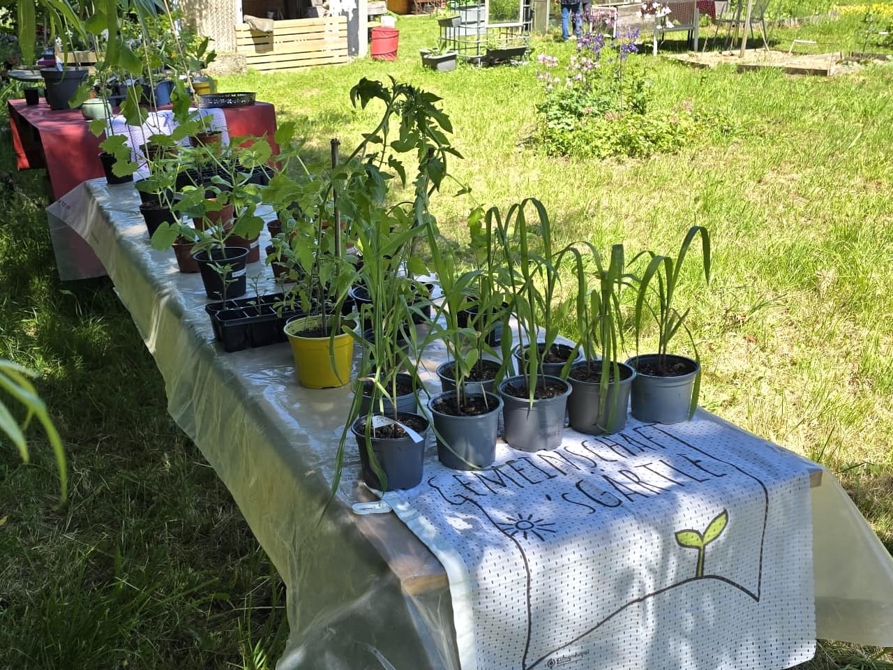 Pflanzentauschtische im Schatten der Weiden beim Hügelbeet (Foto: privat)